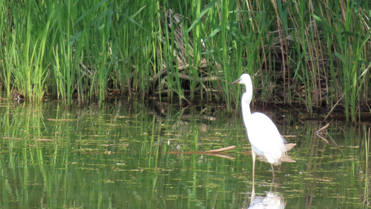 Great Egret - YUKIKO ISHIKAWA