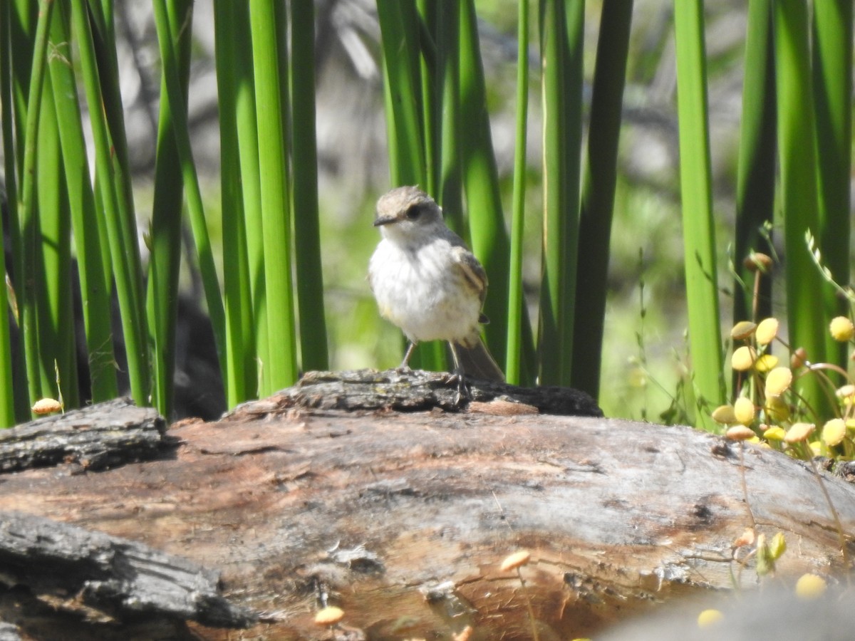 Vermilion Flycatcher - Layton Pace