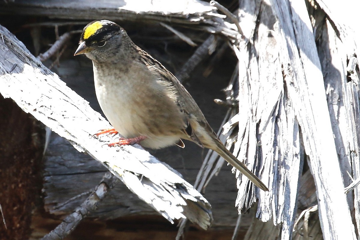 Golden-crowned Sparrow - John F. Gatchet