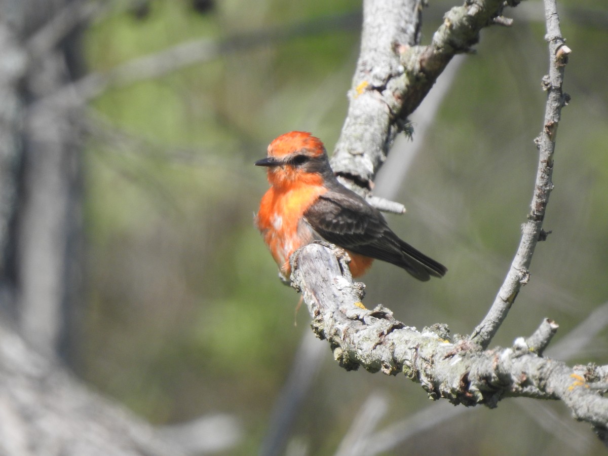 Vermilion Flycatcher - Layton Pace