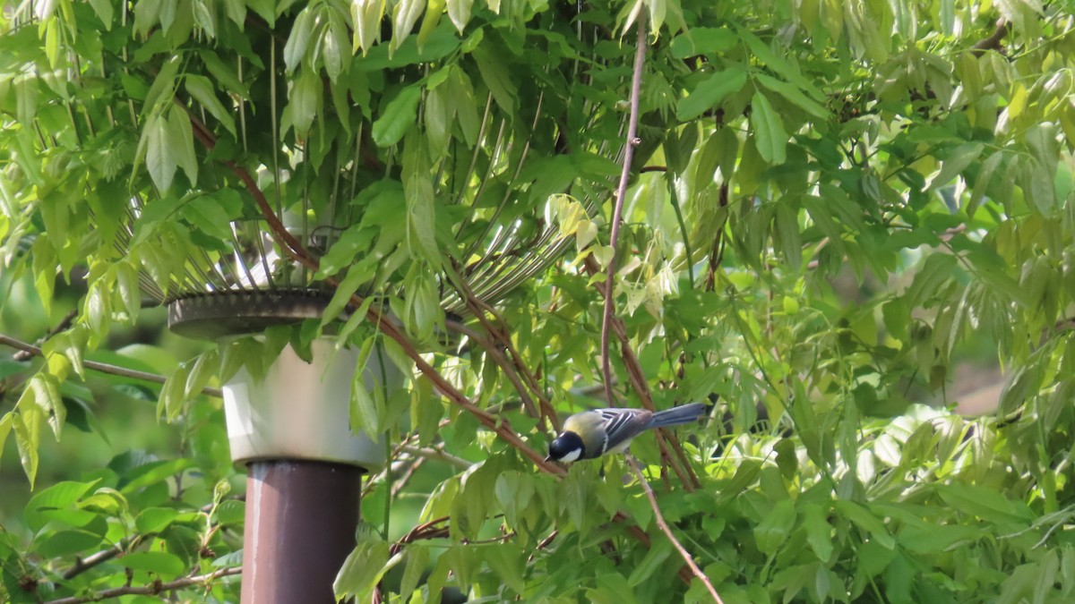 Japanese Tit - YUKIKO ISHIKAWA