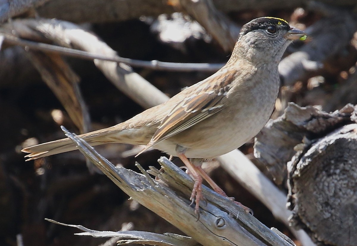 Golden-crowned Sparrow - John F. Gatchet