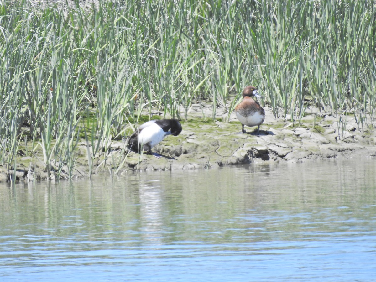 Greater Scaup - Sam Talarigo