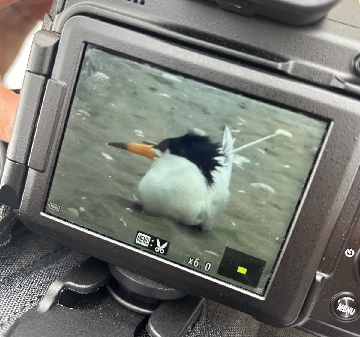 Chinese Crested Tern - Jane Koll