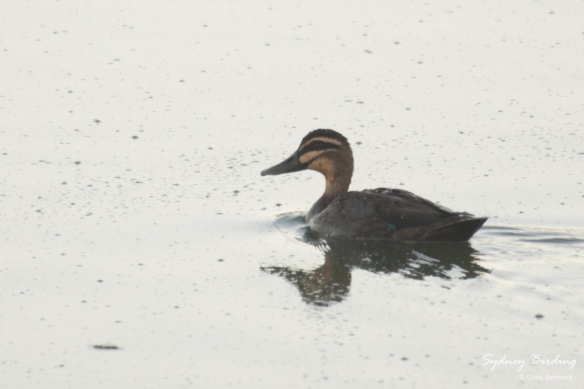 Pacific Black Duck - Chris Rehberg  | Sydney Birding