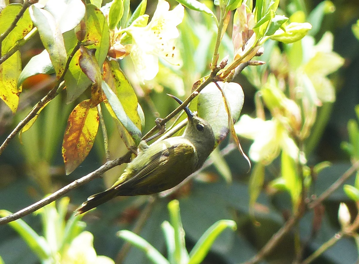Green-tailed Sunbird - ML618802641