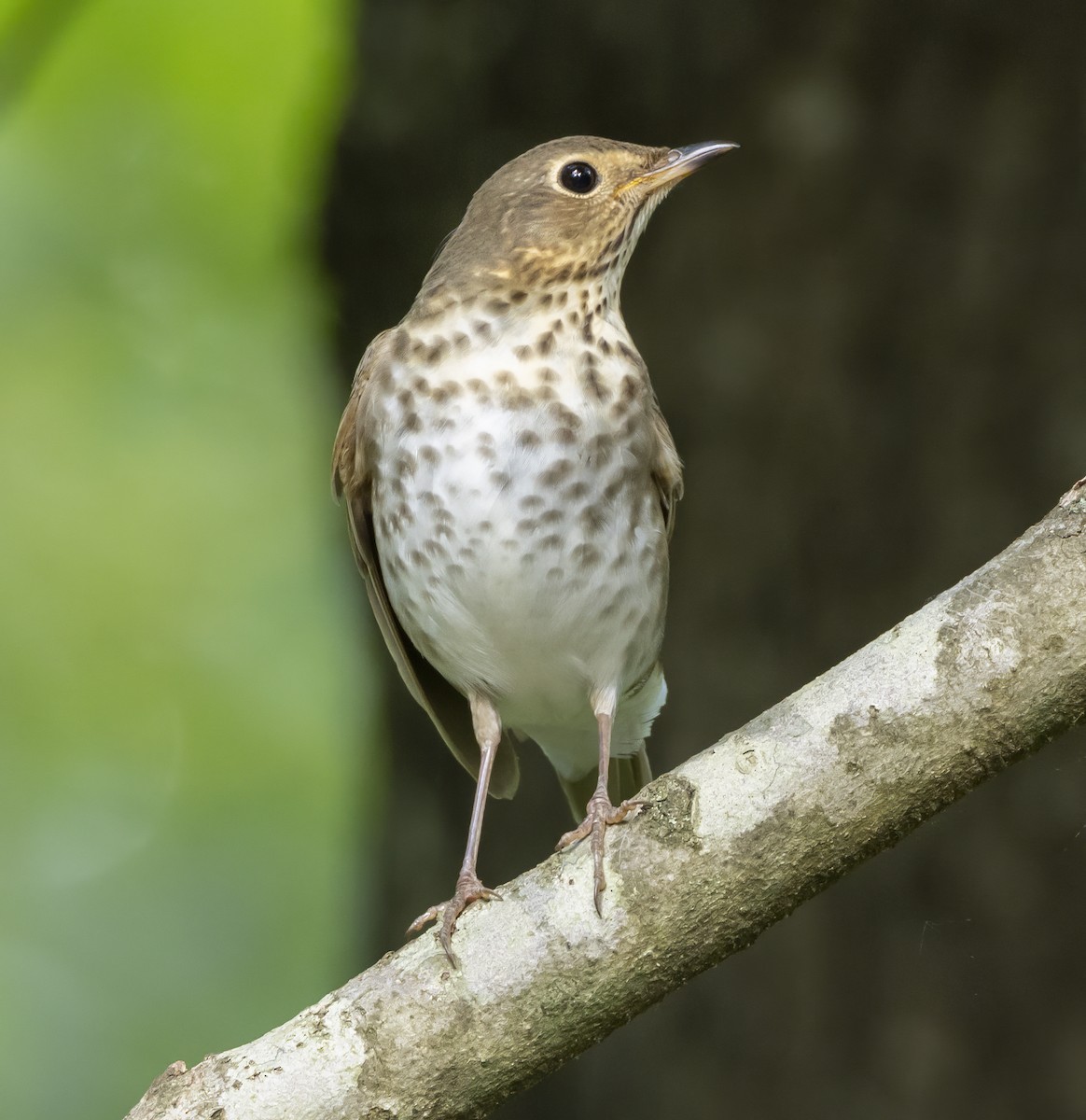 Swainson's Thrush - Iris Kilpatrick