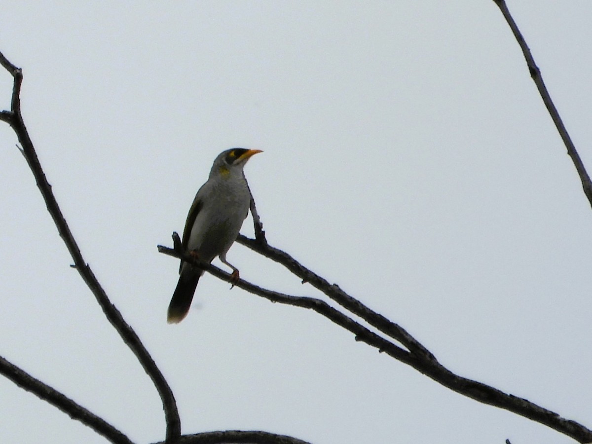 Yellow-throated Miner - Leonie Beaulieu