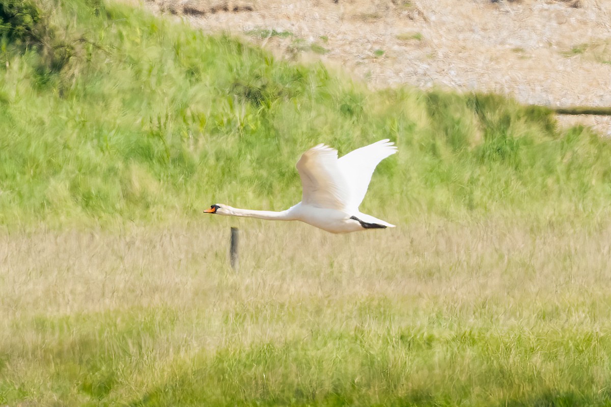 Mute Swan - Paul Beerman