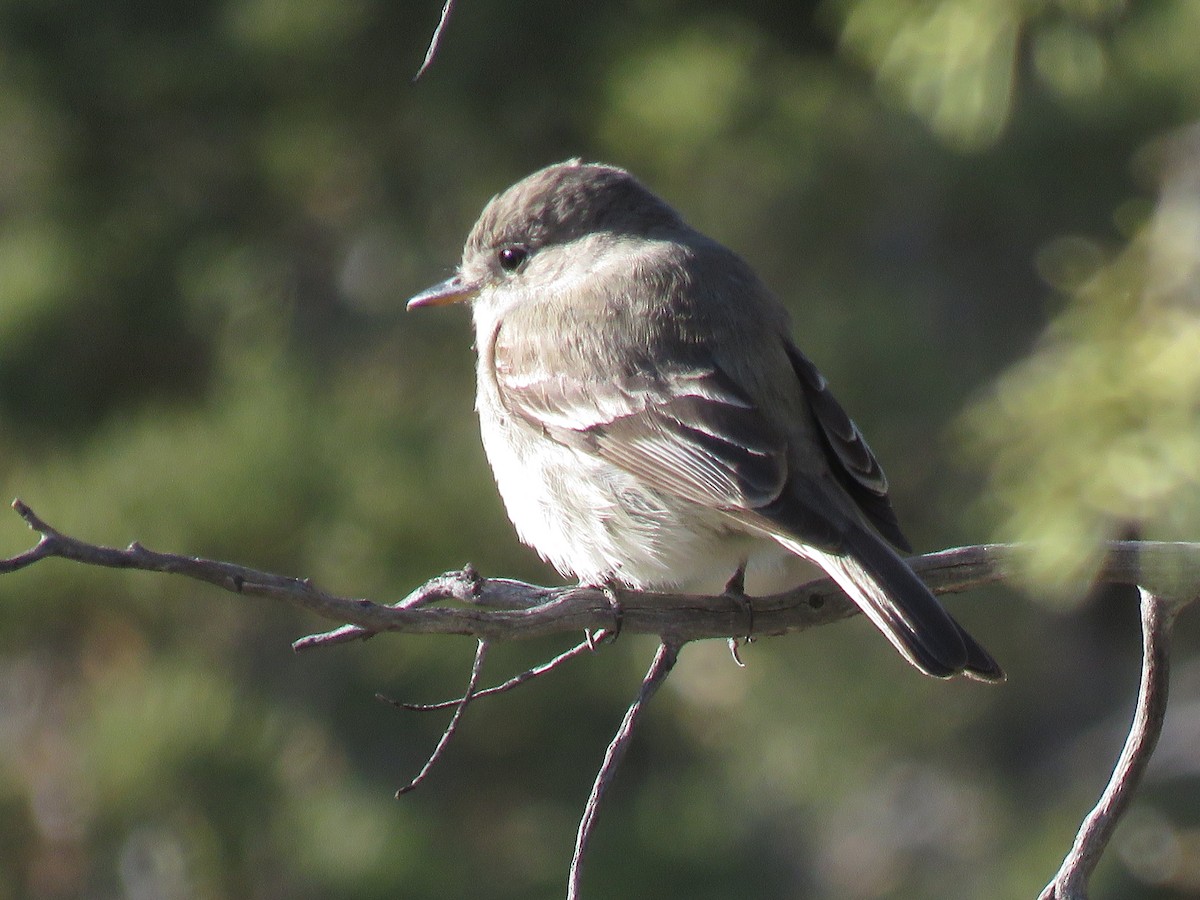 Gray Flycatcher - ML618802704