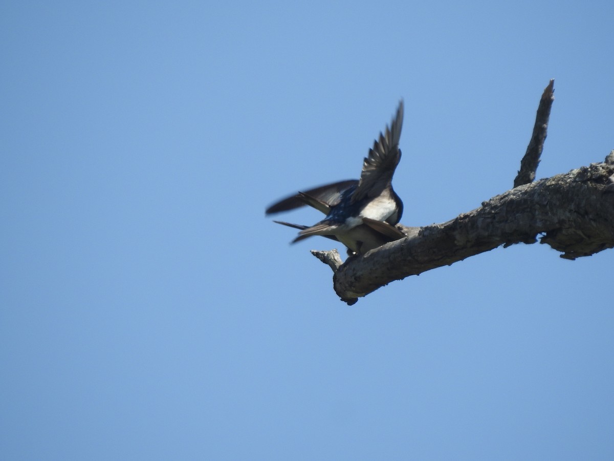 Tree Swallow - Layton Pace