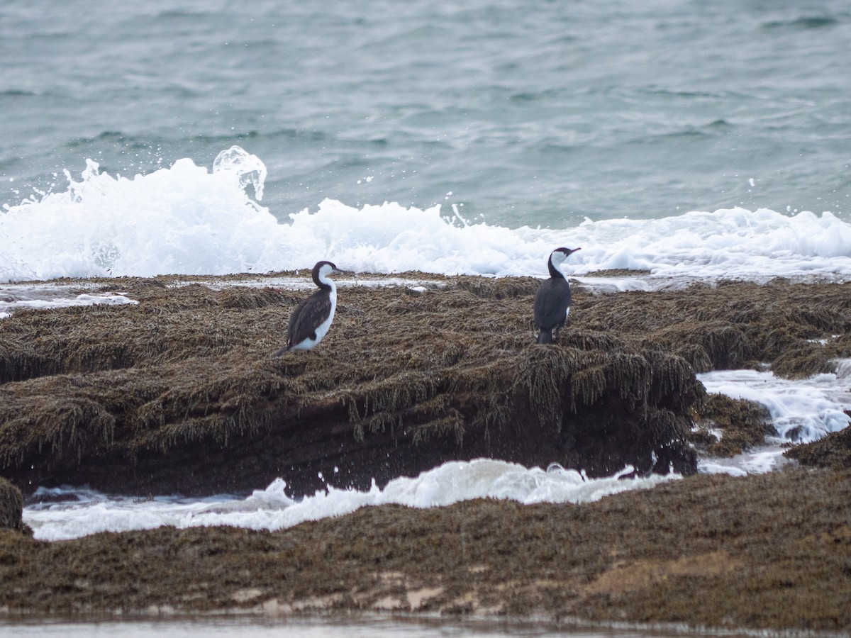 Black-faced Cormorant - Elke Link