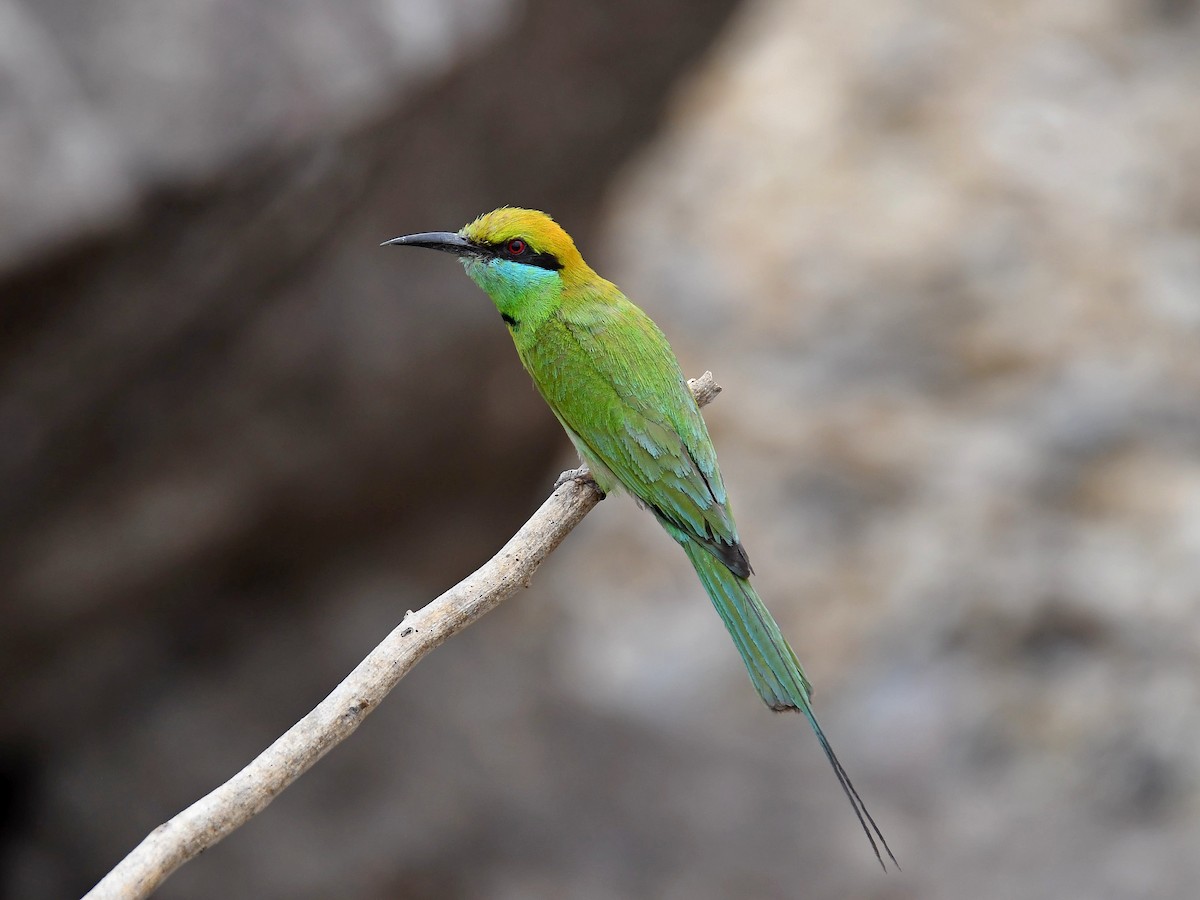 Asian Green Bee-eater - Alex Rogers