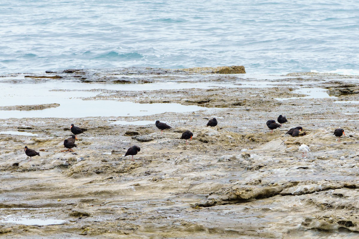 Sooty Oystercatcher - James Churches