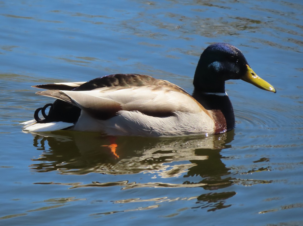 Mallard - Violet Kosack