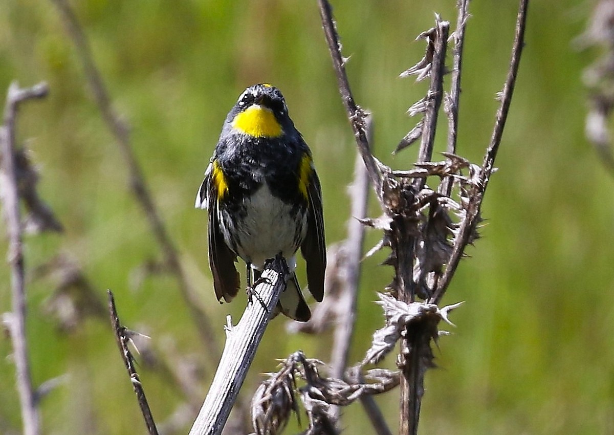 Yellow-rumped Warbler (Audubon's) - John F. Gatchet