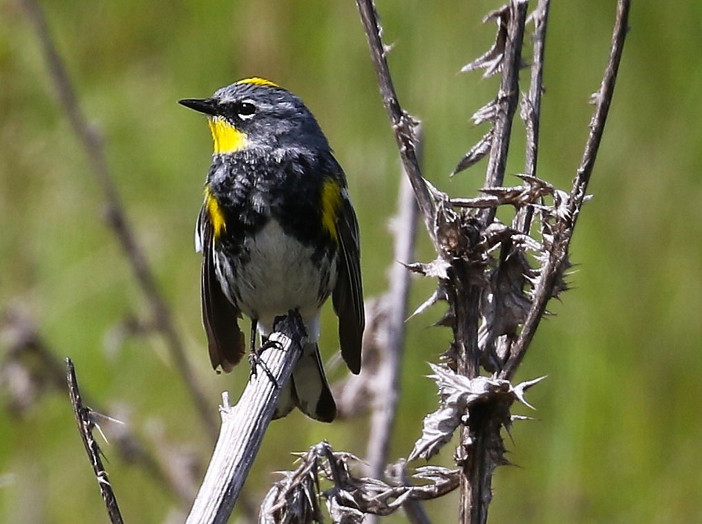 Yellow-rumped Warbler (Audubon's) - ML618802822