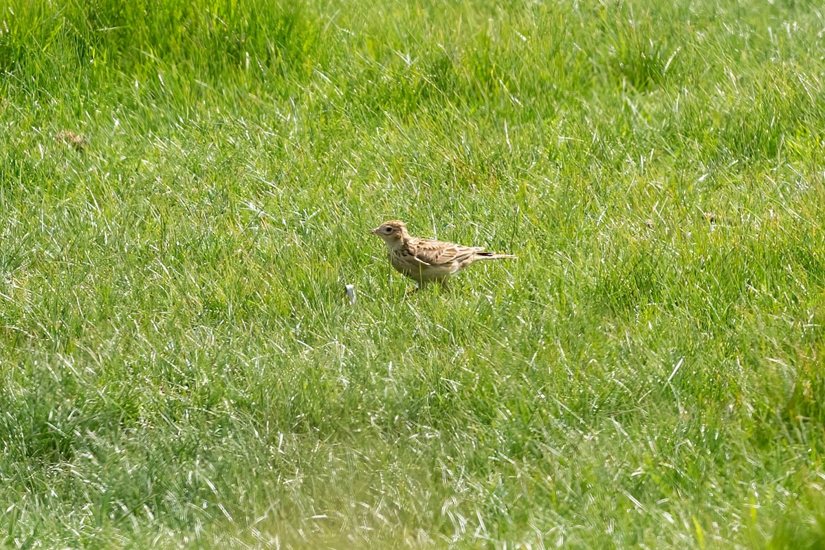 Eurasian Skylark - Paul Beerman