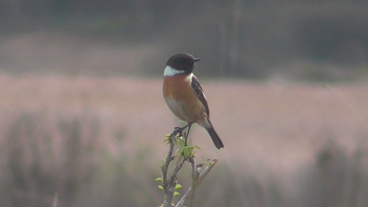 European Stonechat - Christopher Bourne