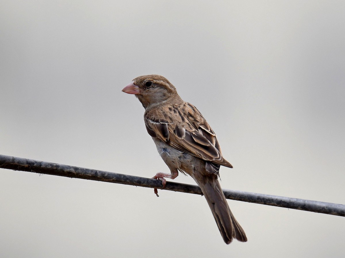 House Sparrow - Alex Rogers