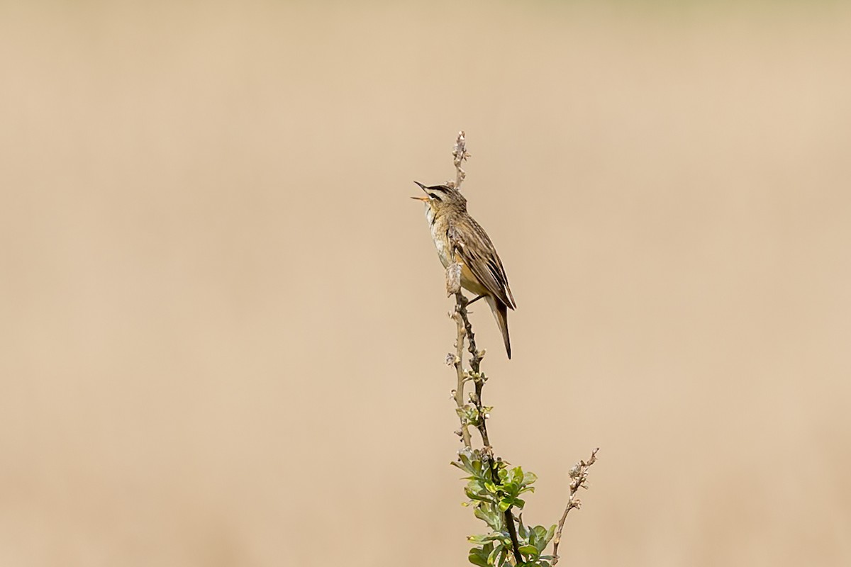 Sedge Warbler - ML618802843