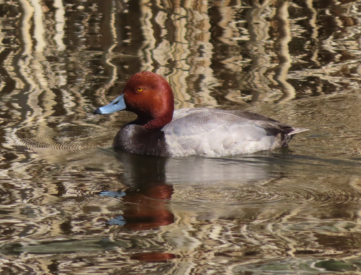 Redhead - Violet Kosack