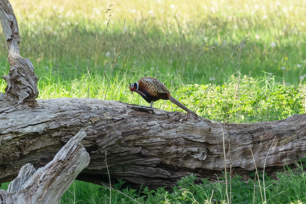 Ring-necked Pheasant - ML618802866