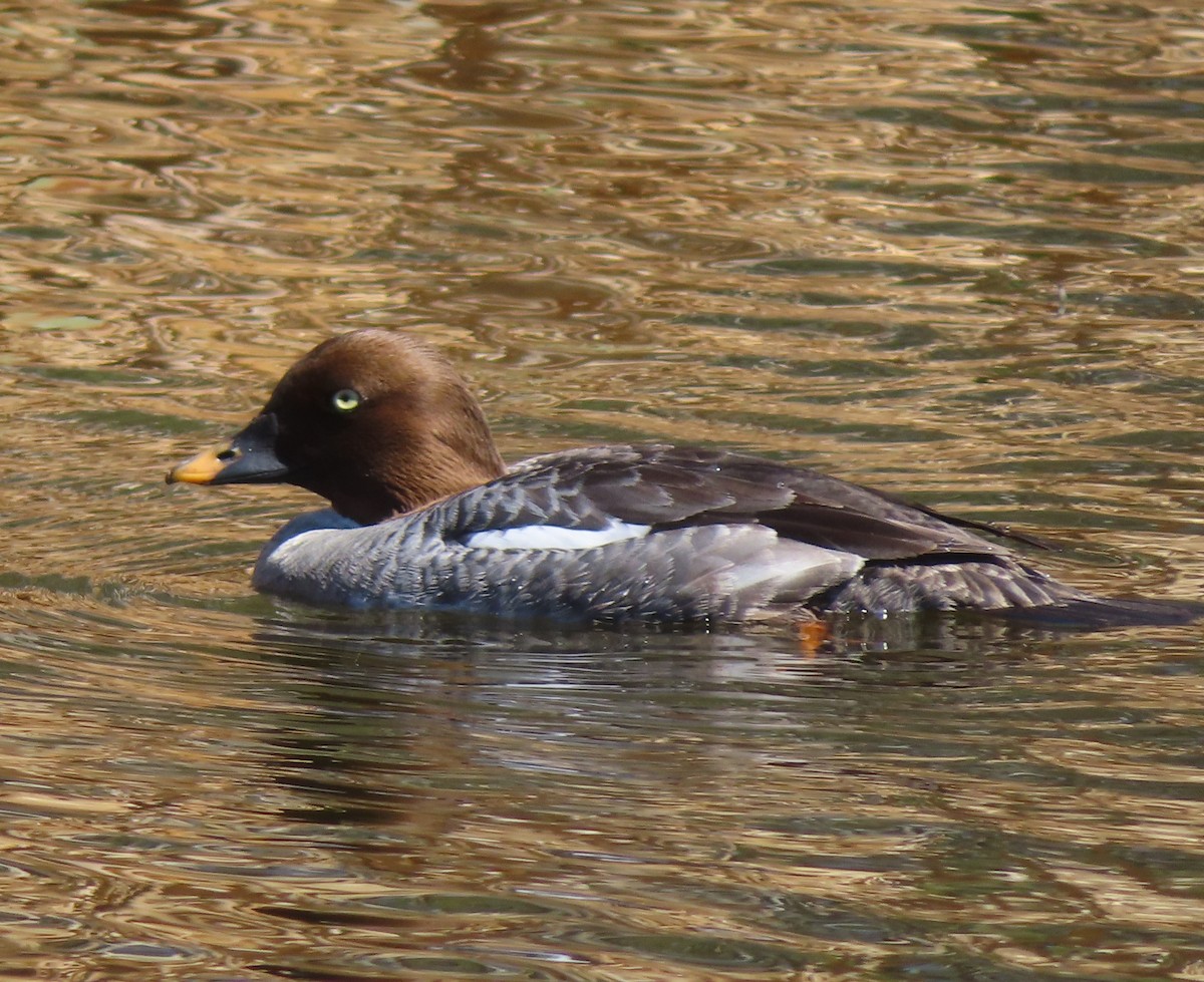 Common Goldeneye - Violet Kosack