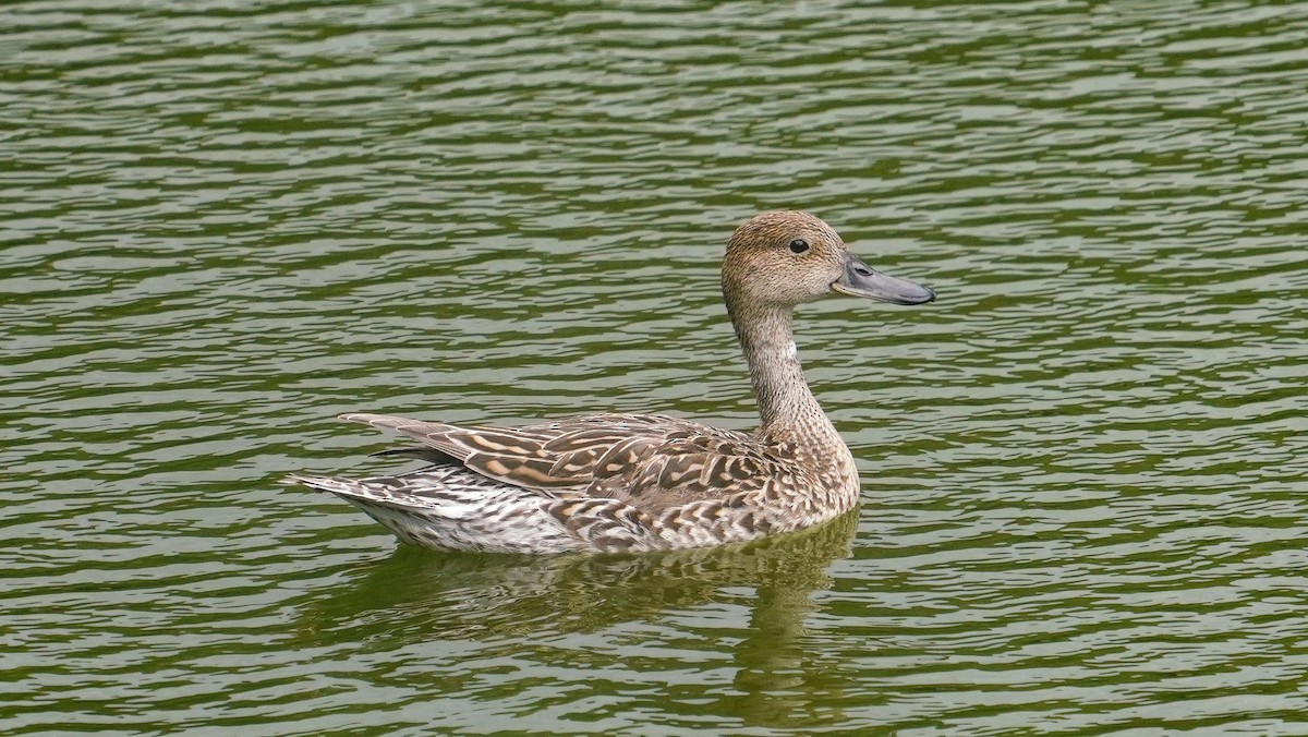 Northern Pintail - ML618802874