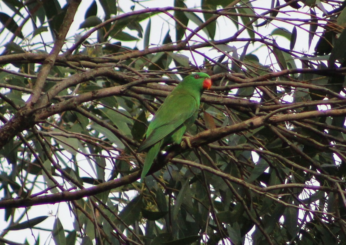 Scaly-breasted Lorikeet - Max Cornejo Rodriguez