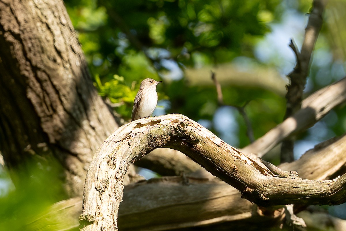 Spotted Flycatcher - Paul Beerman