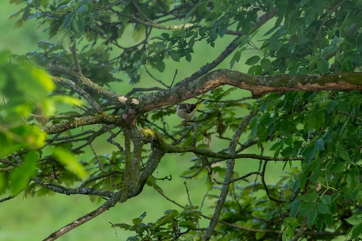 Gray Wagtail - Paul Beerman