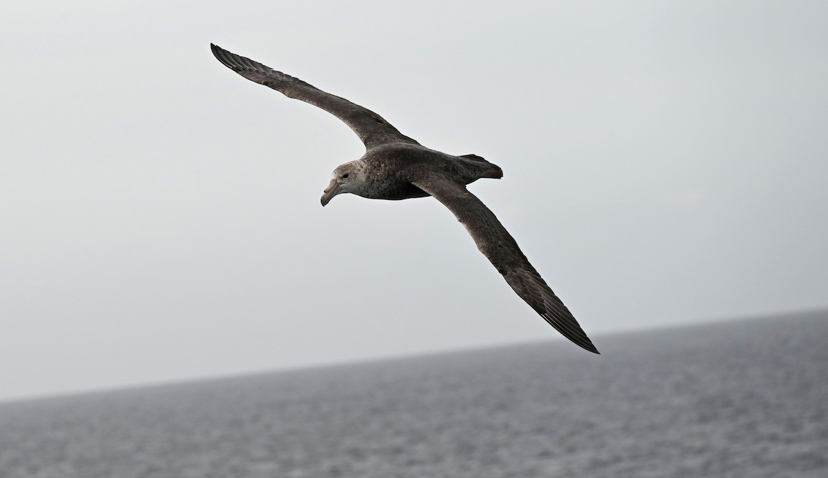 Southern Giant-Petrel - Andrew Plant
