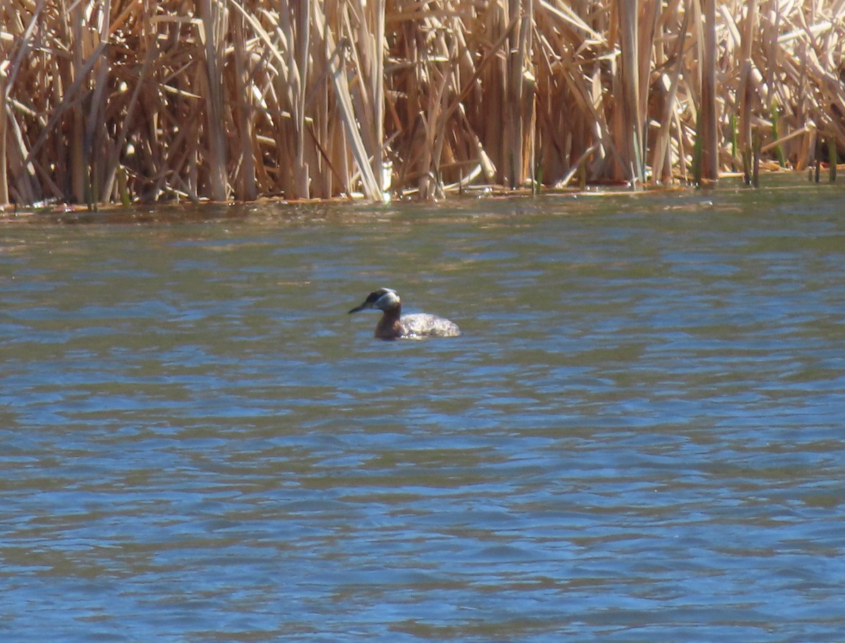 Red-necked Grebe - Violet Kosack