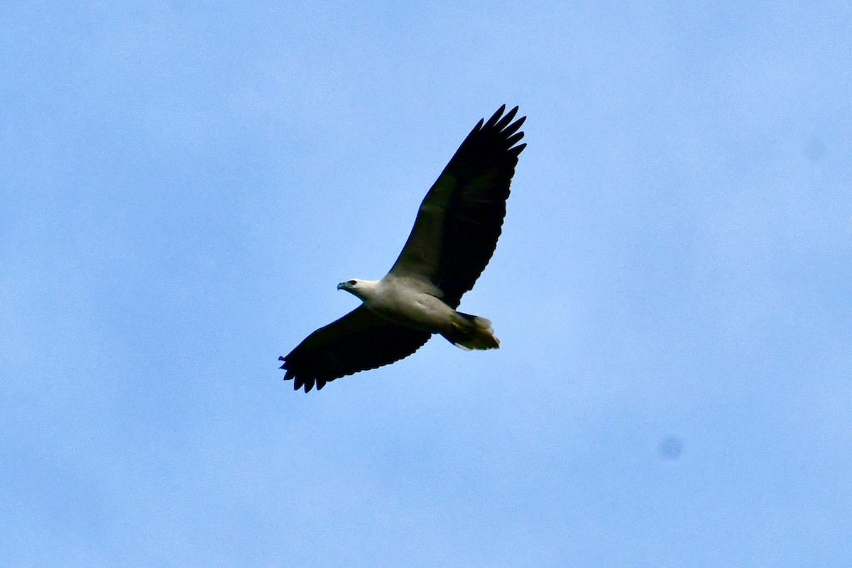 White-bellied Sea-Eagle - John Formosa