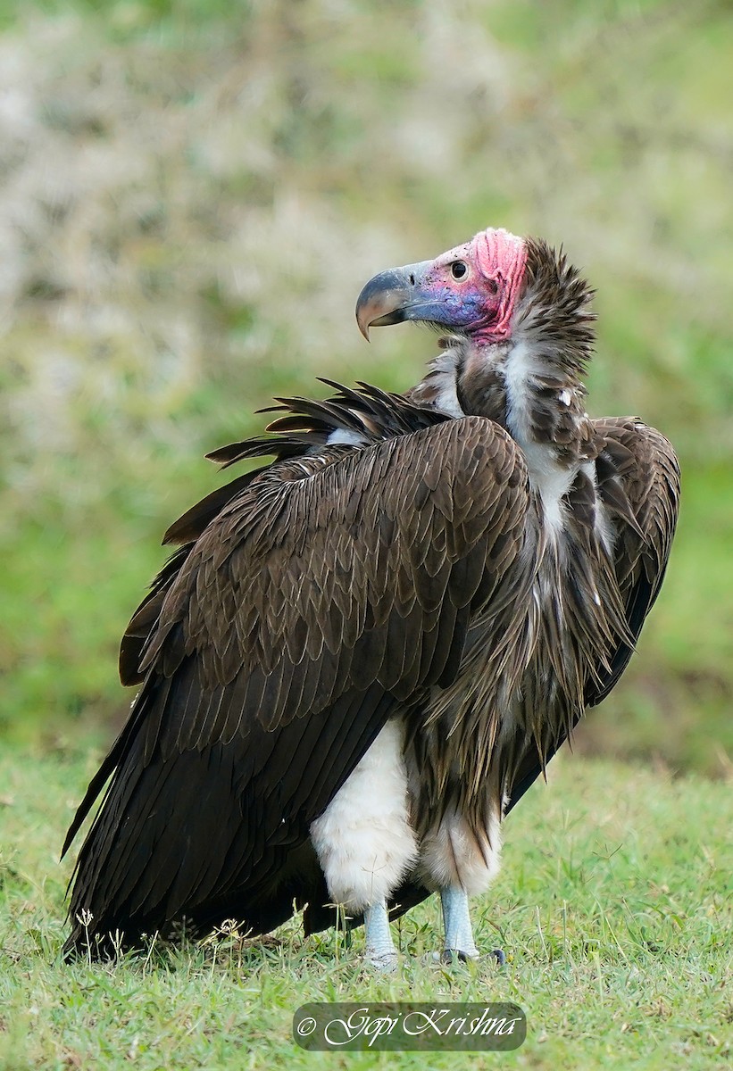 Lappet-faced Vulture - Gopi Krishna