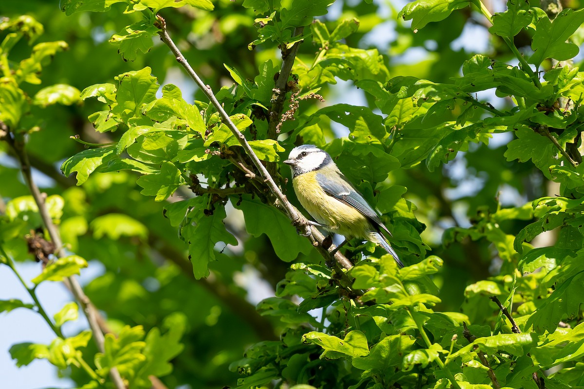 Eurasian Blue Tit - ML618802942