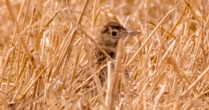 Crested Lark - Georgy Schnipper