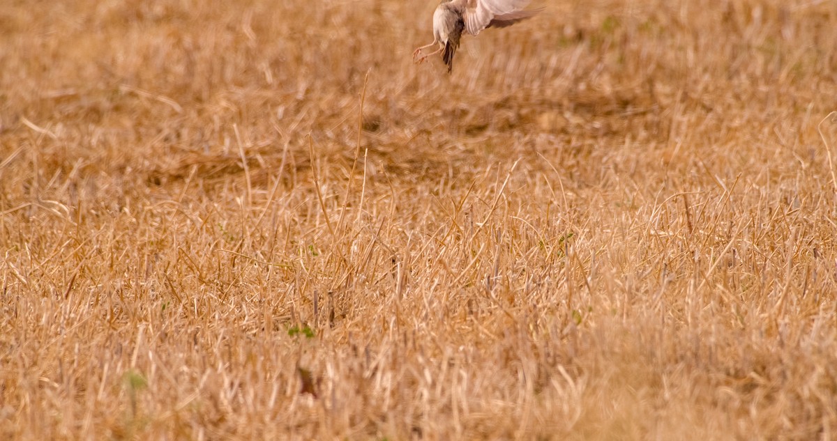 Crested Lark - Georgy Schnipper