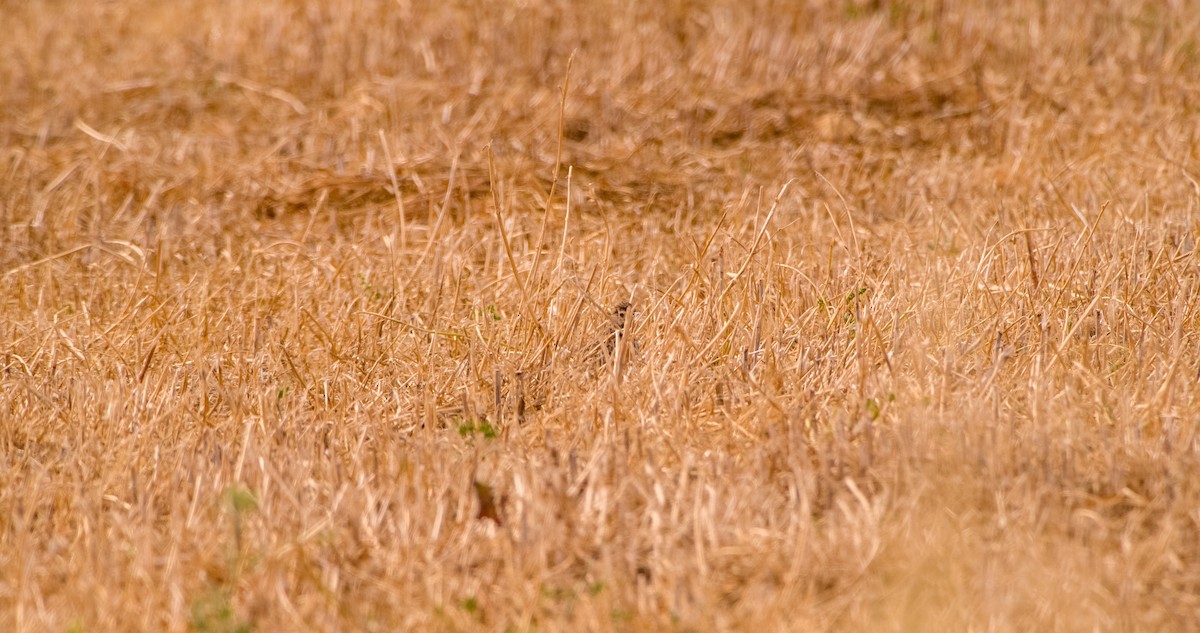 Crested Lark - Georgy Schnipper