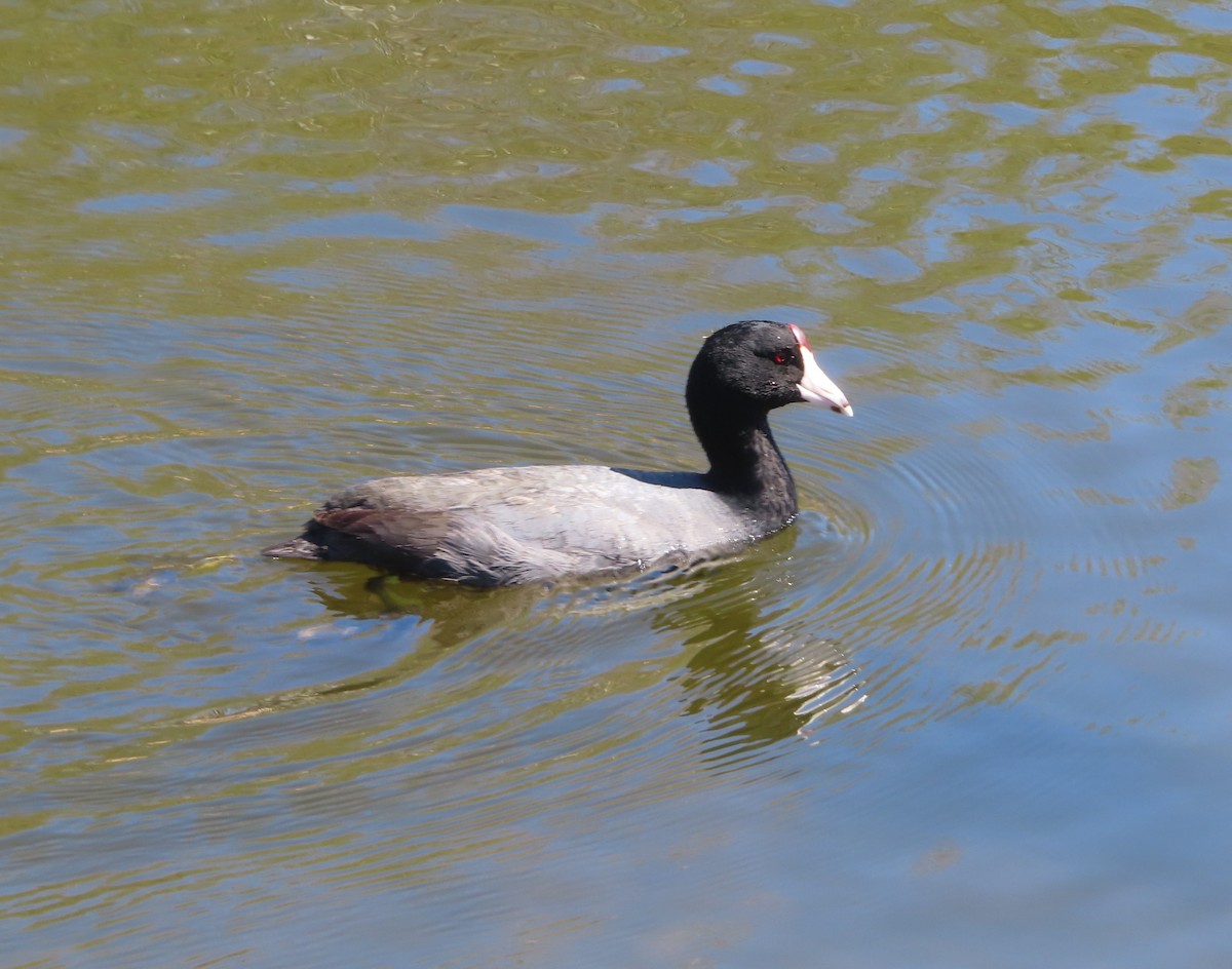 American Coot - Violet Kosack