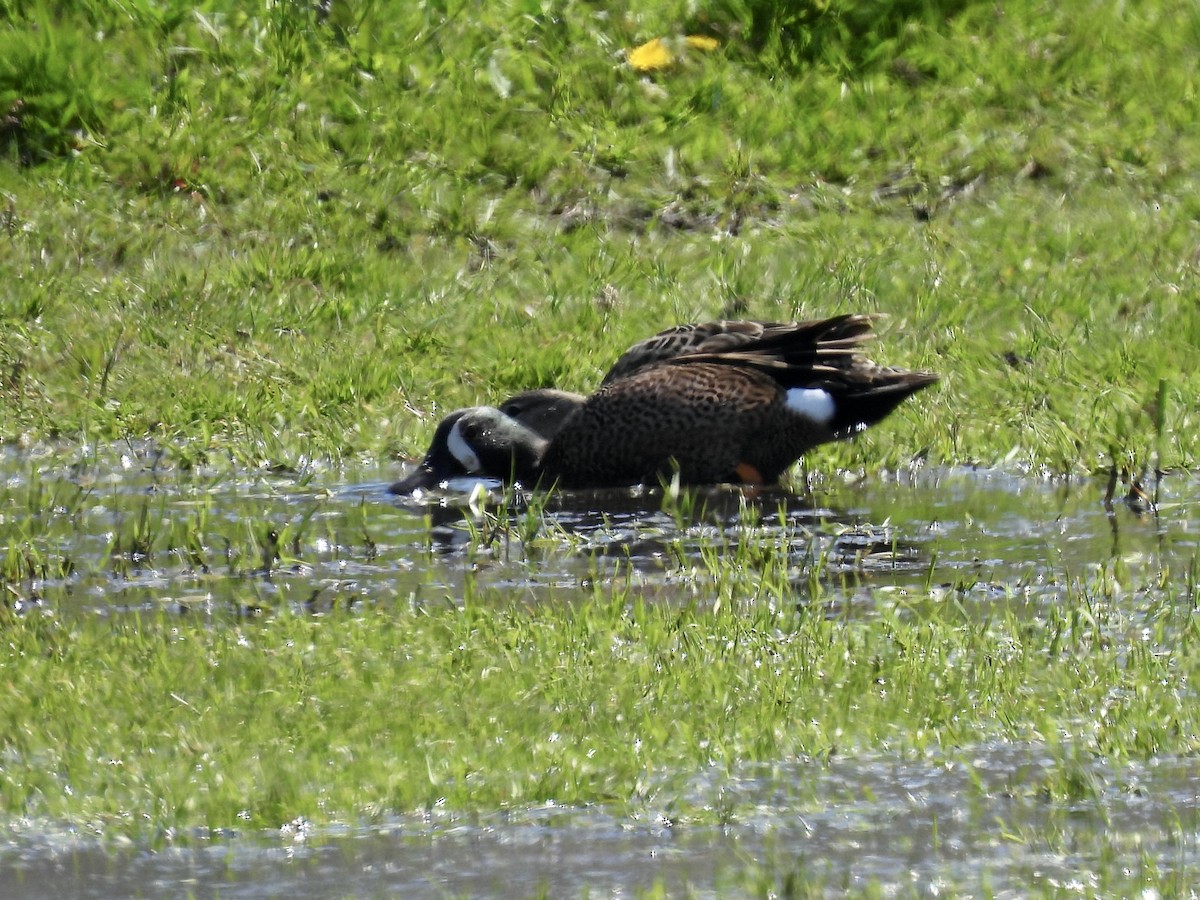 Blue-winged Teal - ML618802956