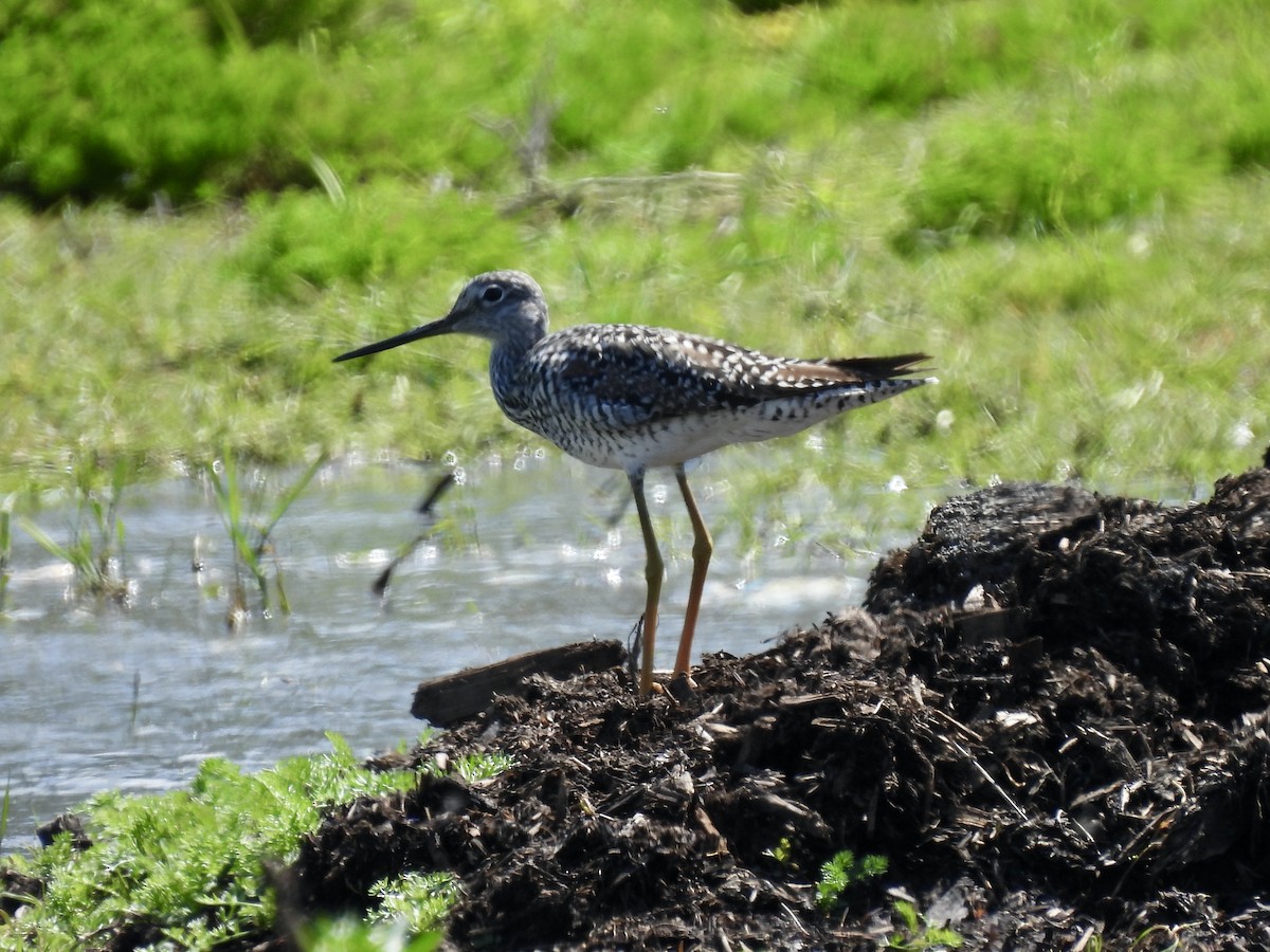 Greater Yellowlegs - Margaret Mackenzie