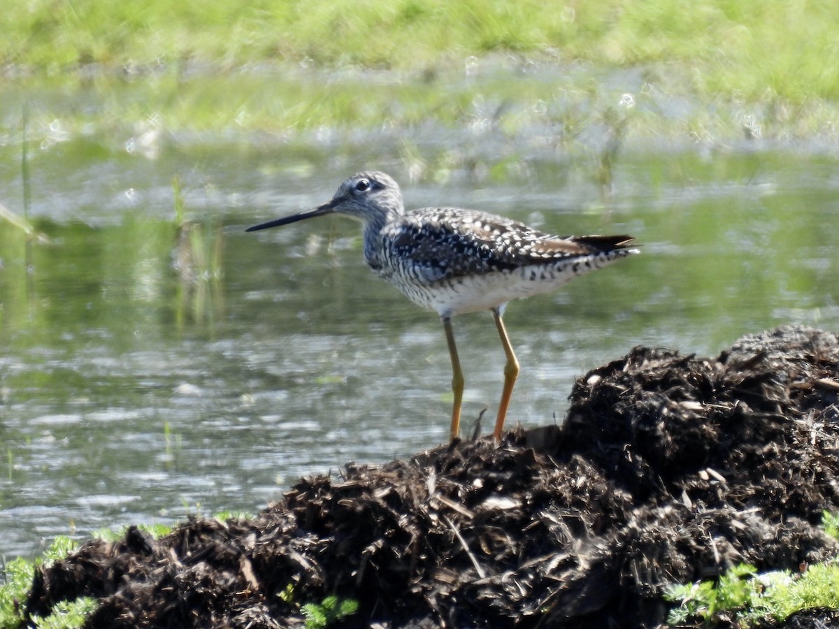 Greater Yellowlegs - Margaret Mackenzie