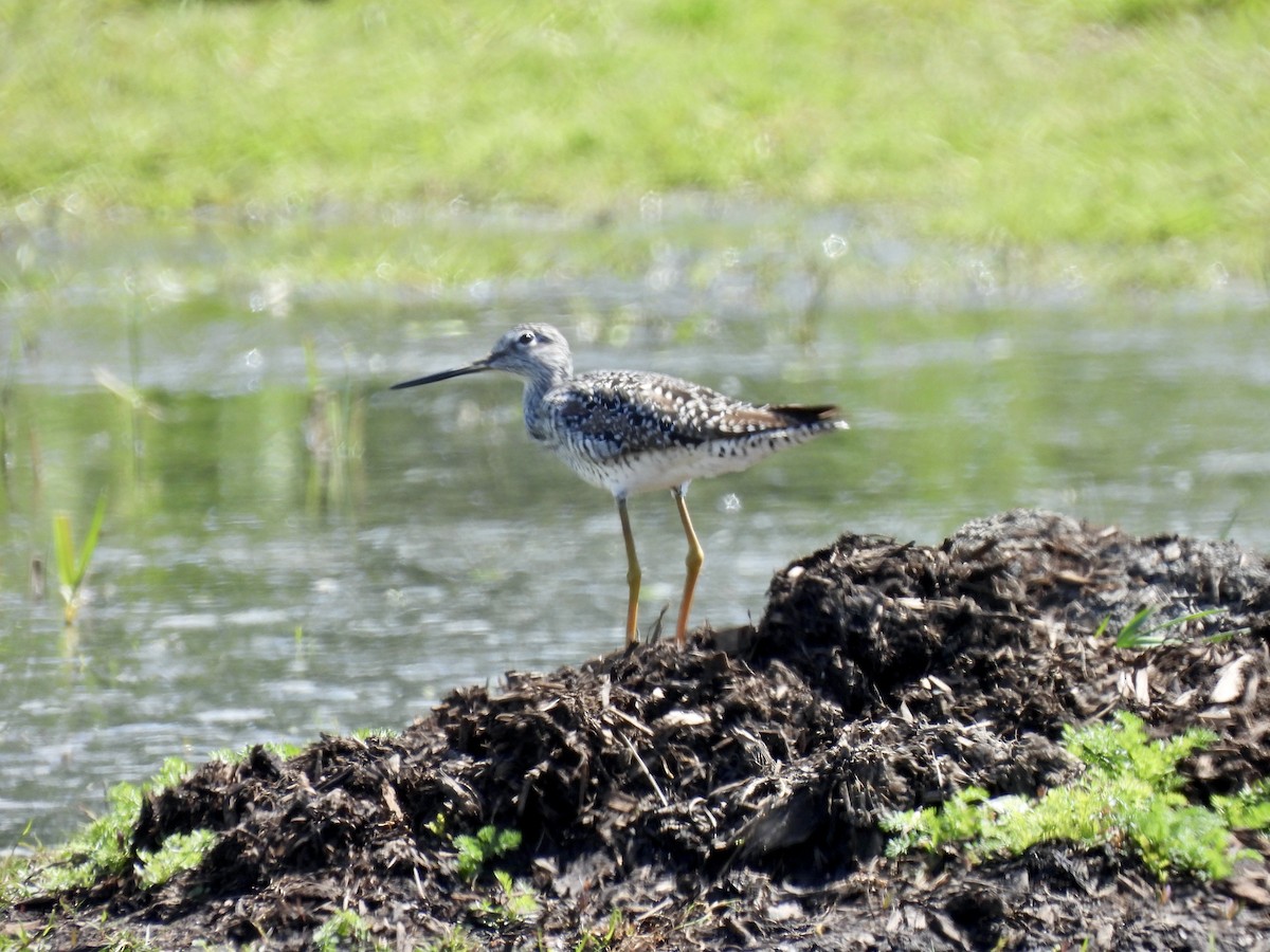 Greater Yellowlegs - ML618802963