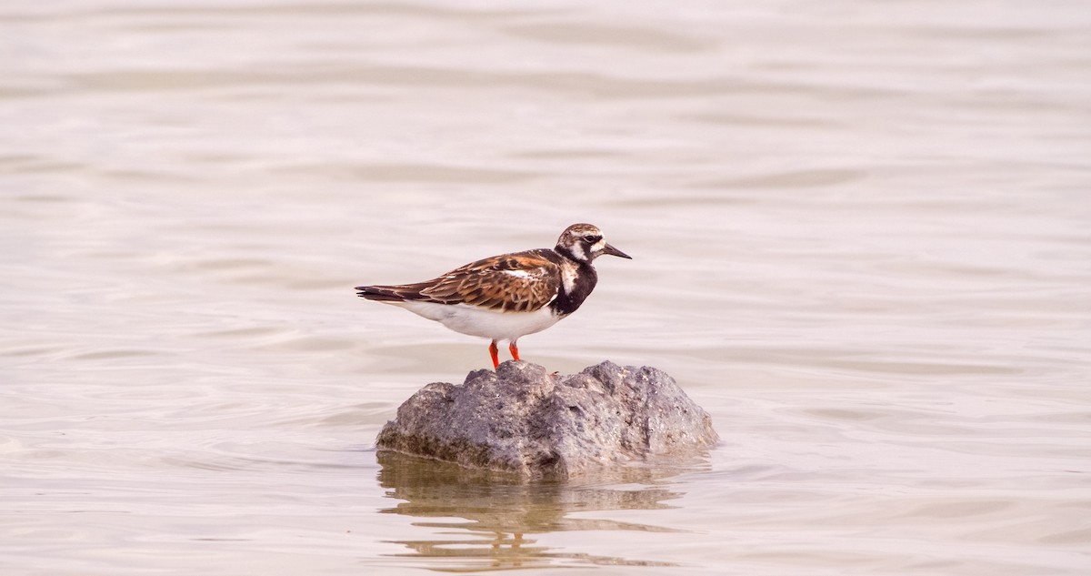 Ruddy Turnstone - Georgy Schnipper