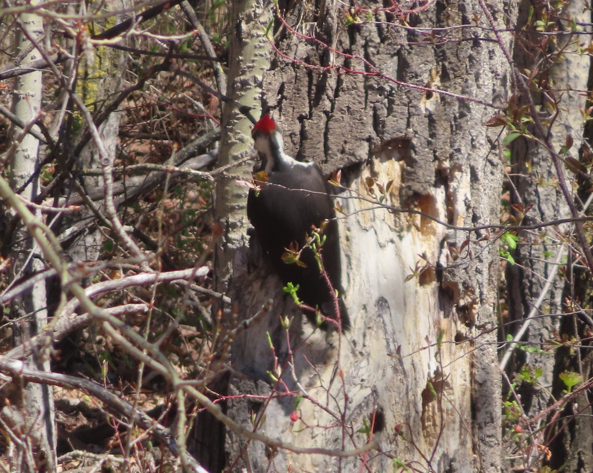 Pileated Woodpecker - Violet Kosack