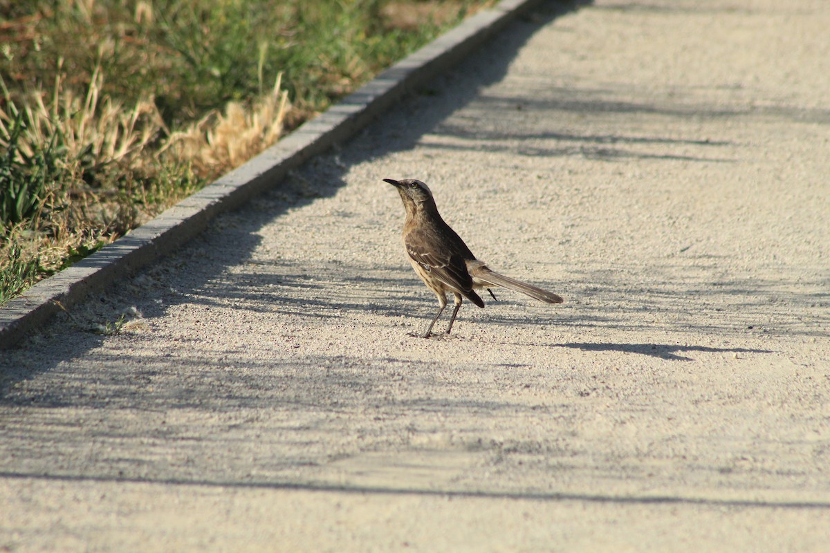 Chilean Mockingbird - Ailinne Tapia Toledo