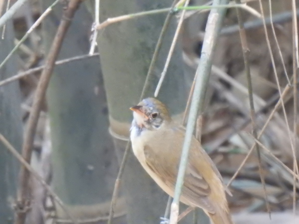 Schoeniparus sp. - ML618802989