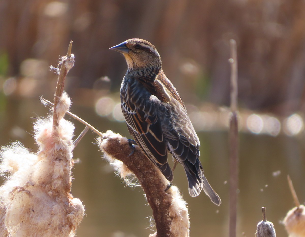 Red-winged Blackbird - Violet Kosack